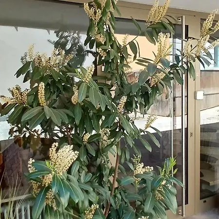 Birnbaum